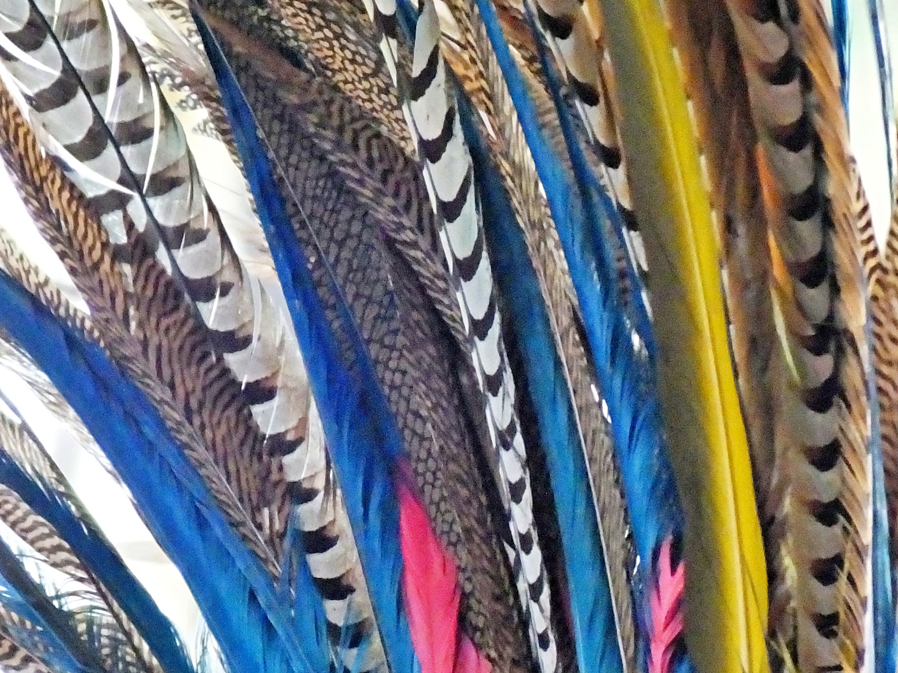 Aztec feathers in a headdress